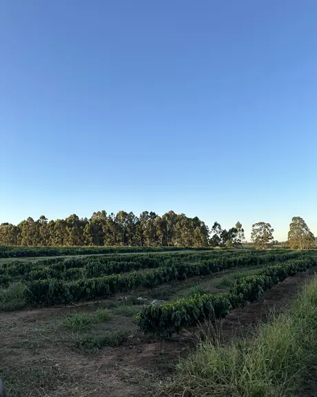 Coffee rows with native forest behind at Água da Mata