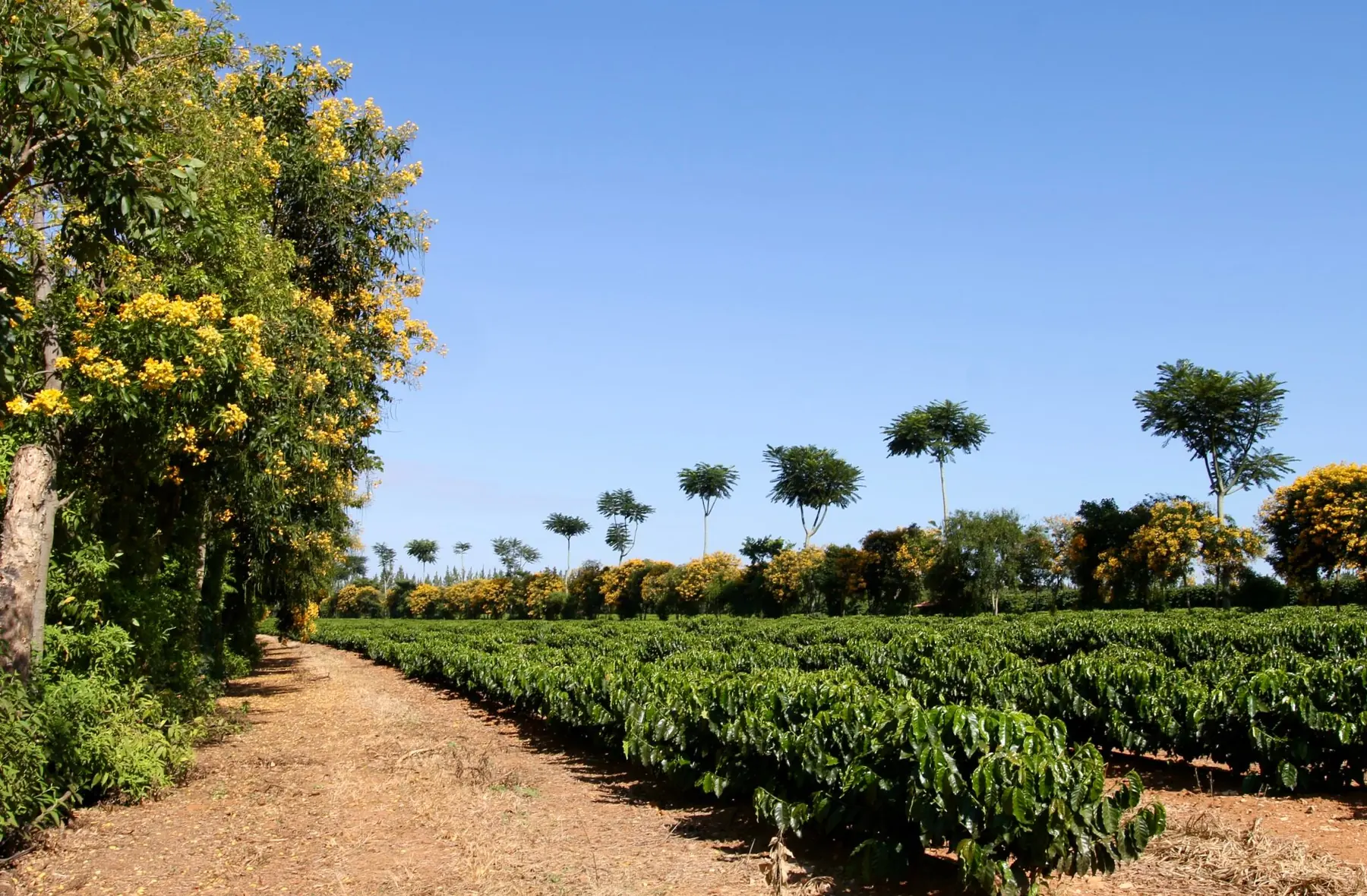Coffee rows and flowering ipê trees under a clear sky in Brazil