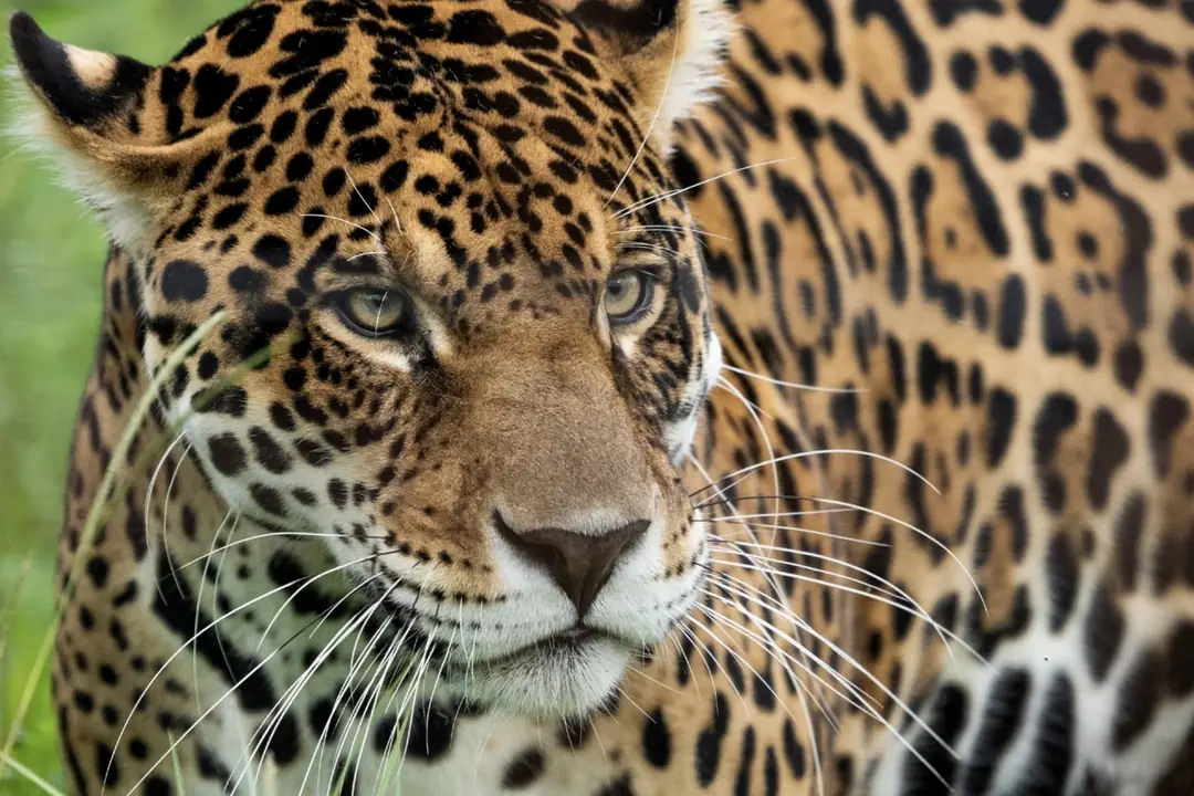 A jaguar