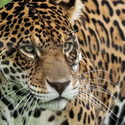 A jaguar