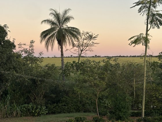 Coffee rows at sunset at Fazenda Três Meninas